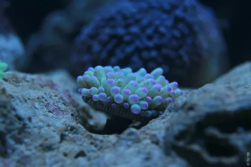 Aquarium de la Mer Rouge 088
