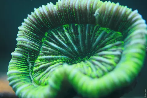 Aquarium de la Mer Rouge 089
