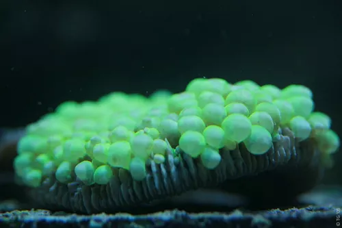 Aquarium de la Mer Rouge 091