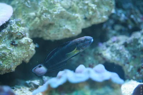 Aquarium de la Mer Rouge 092