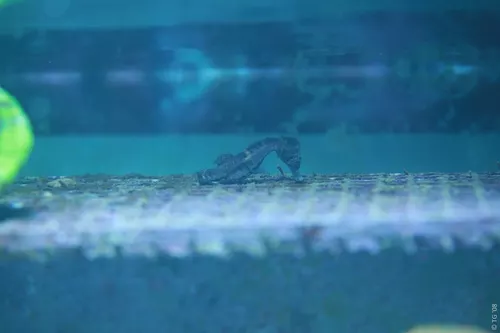 Aquarium de la Mer Rouge 097