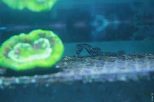 Aquarium de la Mer Rouge 102