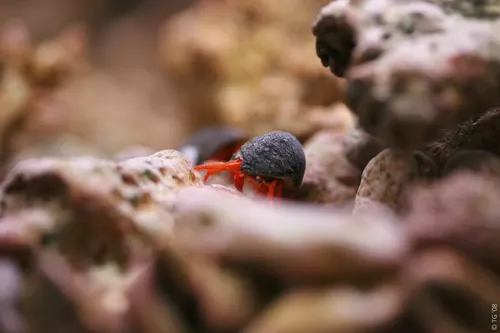 Aquarium de la Mer Rouge 103