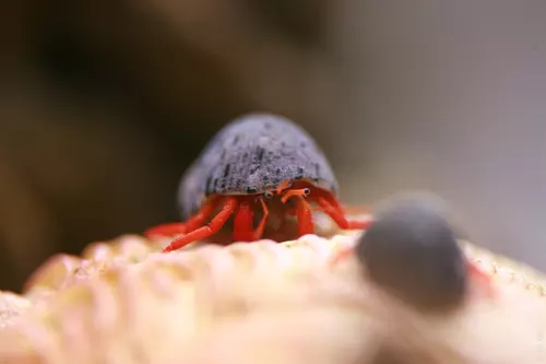 Aquarium de la Mer Rouge 110