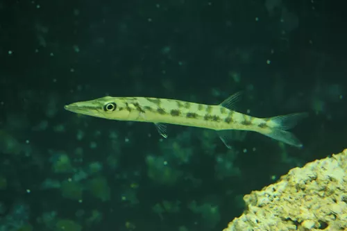 Barracuda 3