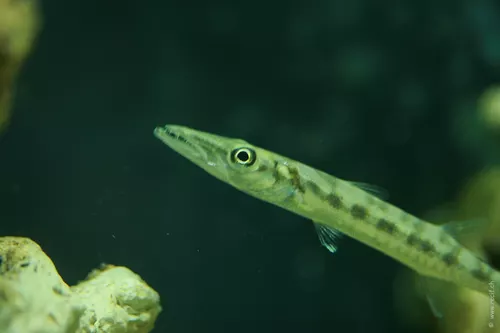 Barracuda 2