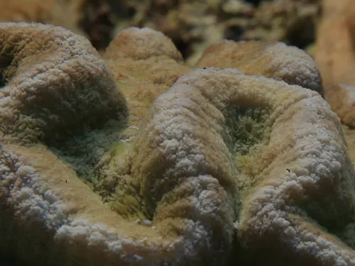 polypes2