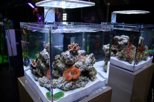 Interzoo 108