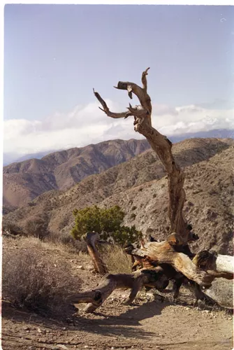 USA T04-22 Desert Arbre