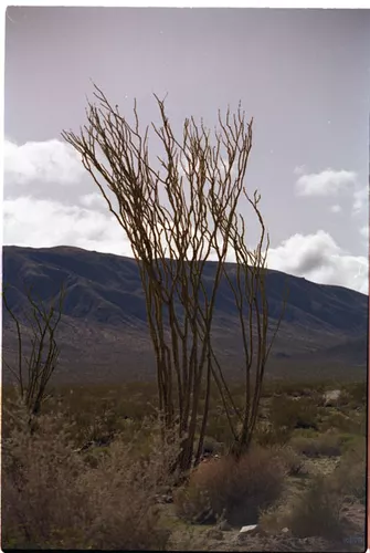USA T04-33 Arbre