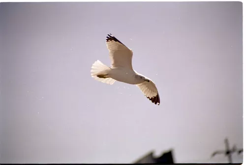 USA T04-36 Oiseau en vol