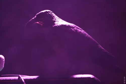 Birdpen 032