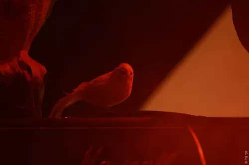 Birdpen 150