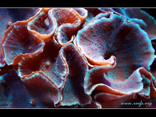 Belles Images