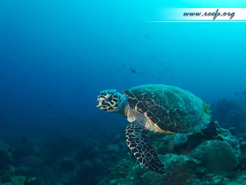 Belles Images
