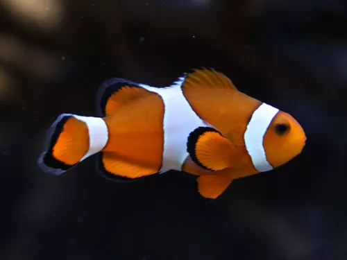 Poissons