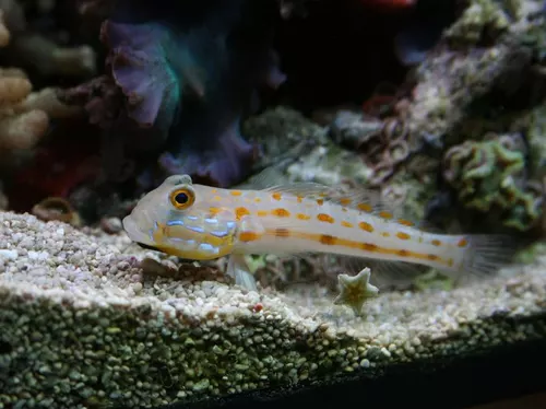 Poissons