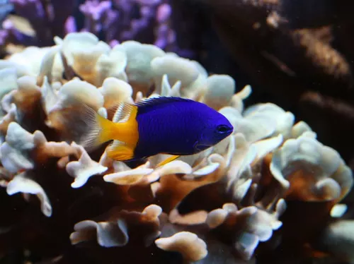 Poissons