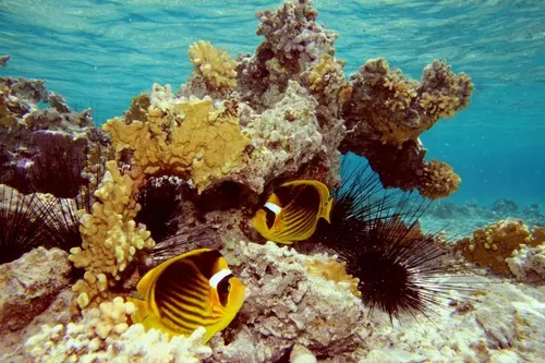 Sharm el Sheikh