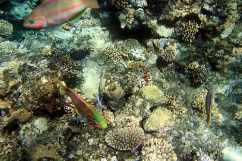 Sharm el Sheikh