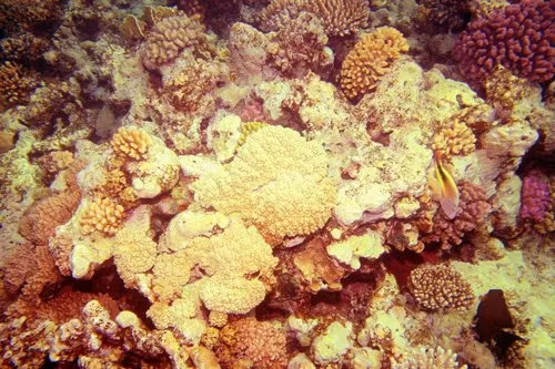 Sharm el Sheikh