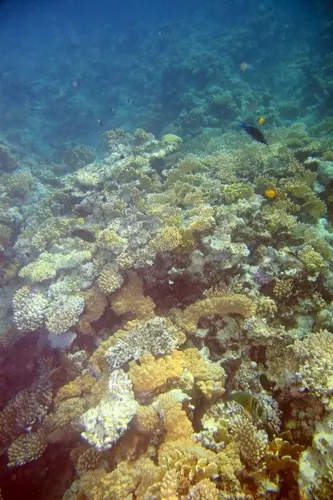Sharm el Sheikh