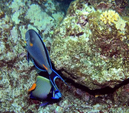 Sharm el Sheikh