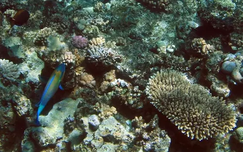 Sharm el Sheikh