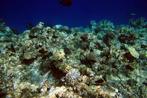 Sharm el Sheikh