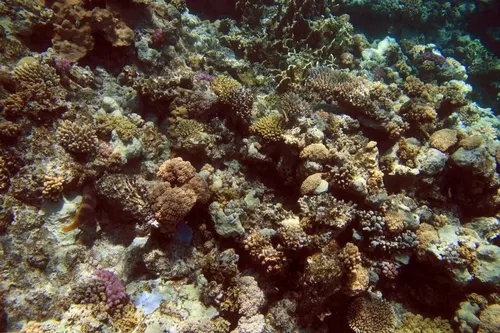 Sharm el Sheikh