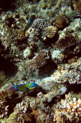 Sharm el Sheikh