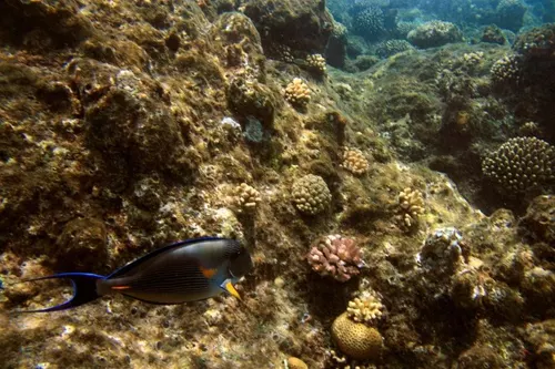 Sharm el Sheikh