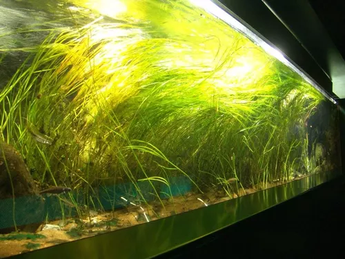 Aquarium de Londres