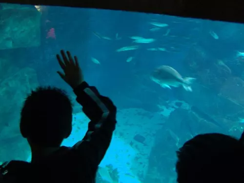 Aquarium de Londres