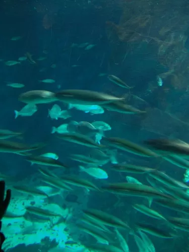 Aquarium de Londres
