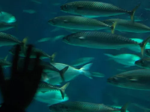Aquarium de Londres