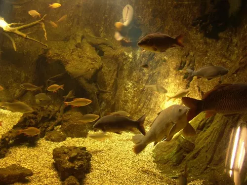 Aquarium de Londres