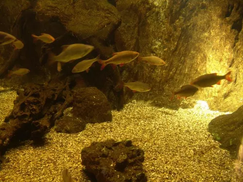 Aquarium de Londres