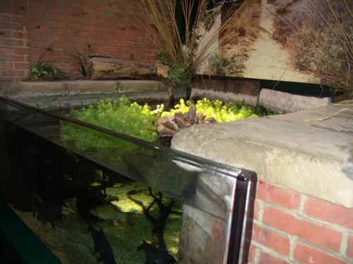 Aquarium de Londres