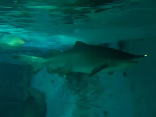 Aquarium de Londres