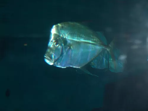 Aquarium de Londres