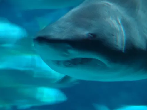Aquarium de Londres