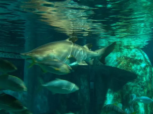 Aquarium de Londres