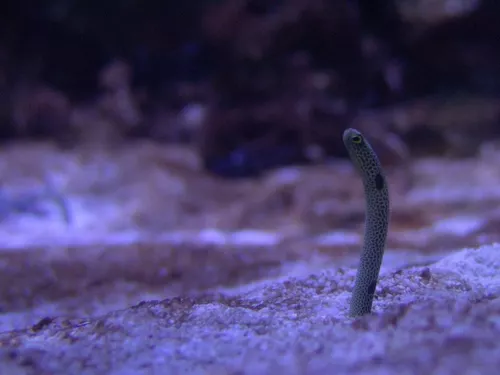 Aquarium de Londres