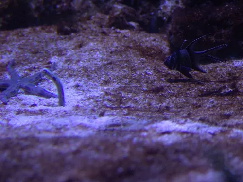 Aquarium de Londres