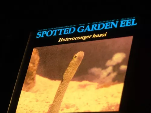 Aquarium de Londres