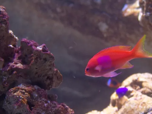Aquarium de Londres