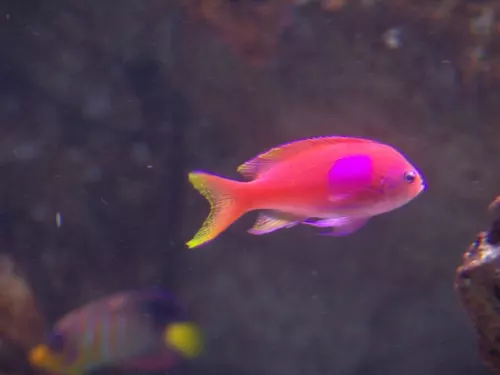 Aquarium de Londres