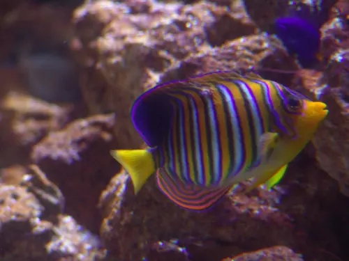 Aquarium de Londres