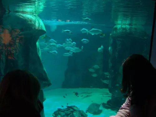 Aquarium de Londres